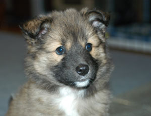 ���͂�҂��̐_���Ȋ�