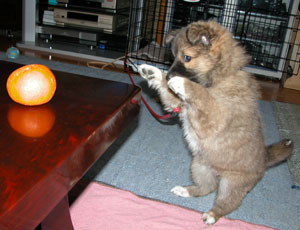 �~�J���ɏP��������