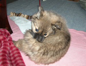 �P�c�����䂢