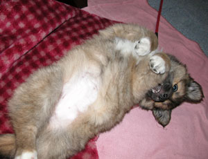 �s�V�̂�����