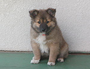 �������͂��������ł���