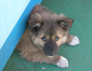 �Ɛ��w�͌���