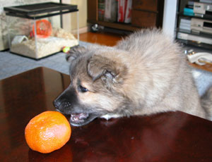 �~�J���D���͓`��