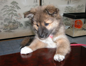 �w���L�т܂���