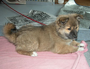 �ӂ��͂���o��