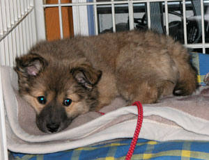 �킢�̂��Ƃ͔���