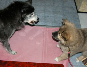 ���낶�������Ɏ�����