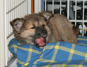 �q���͖���