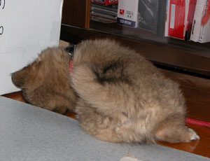 �����Ƀ{�[������