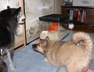 �܂����낶������Ɏ�����