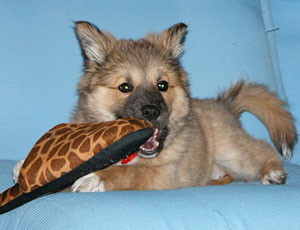 �����肽����