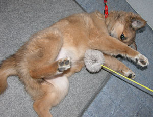 �����ギ������