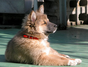 �ЂȂ��ڂ���