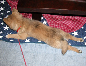 �܂�����ȐQ����