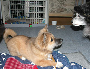 ���܂ɂ͂��킢�����Ă݂悤