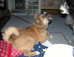 �ł����������Ȃ�����