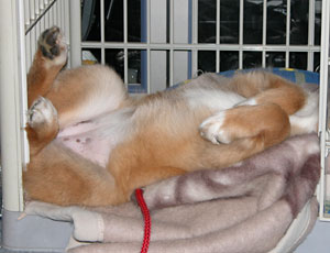 �����ނ��ŐQ��