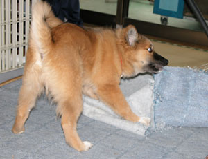 �J�[�y�b�g���G��