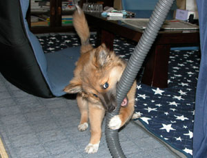 �z�[�X�Ƃ��키�̂��Y��Ȃ�