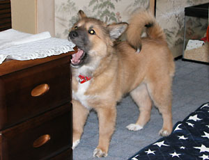 �Ƌ��������̂��d��