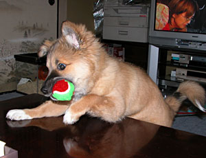 �{�[���͎�����ɂ͓n���Ȃ�