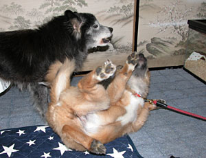 �]�����Ă�������