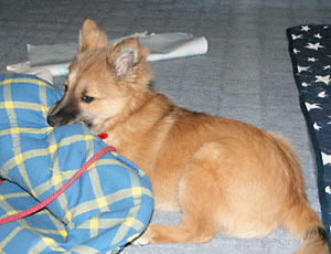 �����̂��ԂƂ�Ȃ玶���Ȃ�