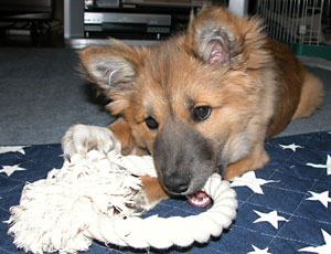 �V�����̂𔃂��Ă������