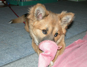 ����͔����ւ������߂��̂Ŏ����Ȃ��Ȃ���