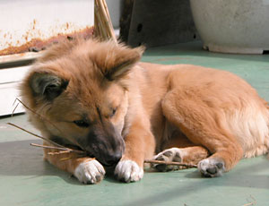 ����܂肩����