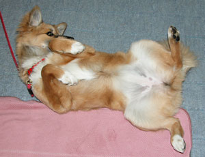 �Ȃł���Ƃ��Ђ�����Ԃ��Ă��܂�