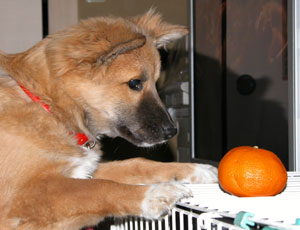 ���悩��D�����`��