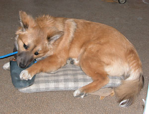 �T���_���͍D��