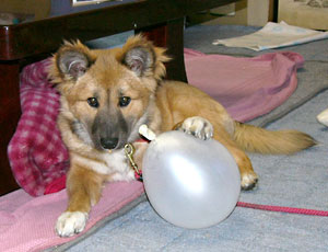 �����ō�������