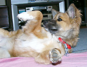 ���A�Ȃł�ꂻ��