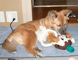 ������邪�{�����Ȃ��Ă���