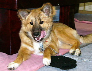 �J�̎U���ŉ��ꂽ