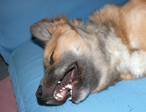 �����J���ĐQ��