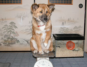 ���̋V���͂��܂ōs����̂��낤