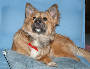 ���낶�[�����̂��ԂƂ�����