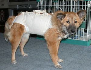 �����C�ɂȂ��Ă���a�@�֓����ꂽ