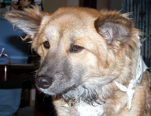 �q�����Y�߂Ȃ��̂ɂȂ��Ă��܂���