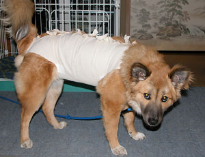 ���ꂪ�̂Č������炤�����炵��