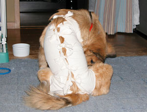 ��p�Ղ��C�ɂȂ�