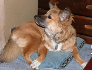 �ߑ����Ƃꂽ�畜�����Ă���