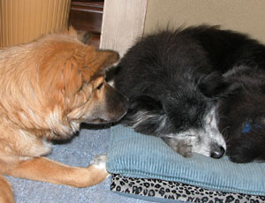 ���낶�[�����̐Q���݂��P��