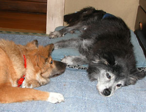 ���肢���Ă݂�