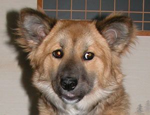 ���g�������؂�������H