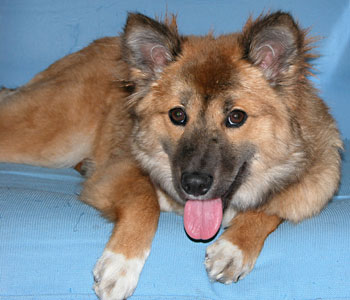 �J�̎U��������