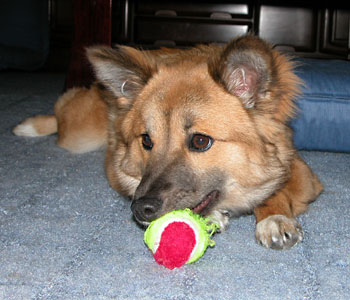 �{�[���͒N�ɂ��n���Ȃ�